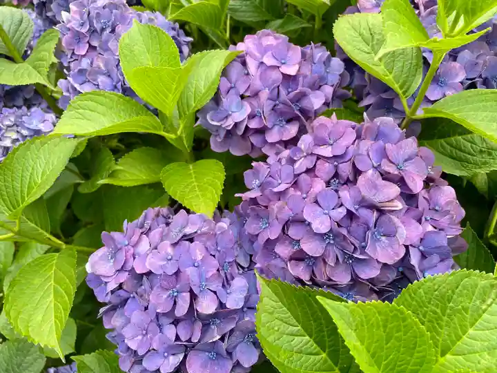 白山神社の自然