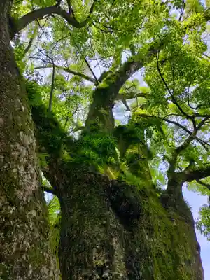 藤白神社の自然