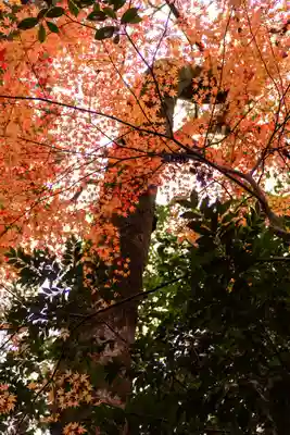 宇佐神宮(大分県)