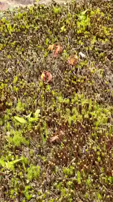 城南宮(京都府)