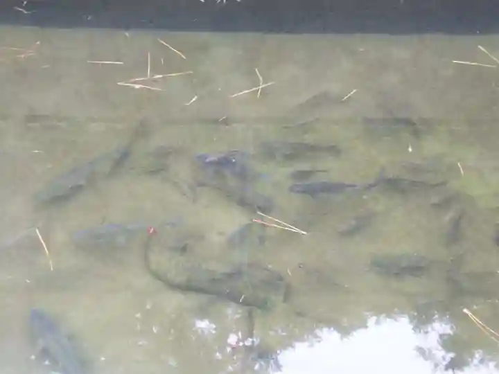 乳清水神社の動物