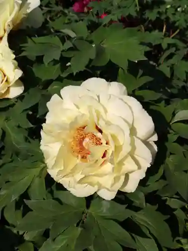 少林寺(埼玉県)