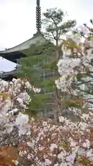 仁和寺の塔