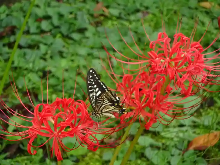 横浜 西方寺の自然