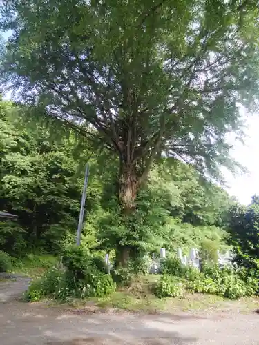 壽徳寺 じゅとくじの自然