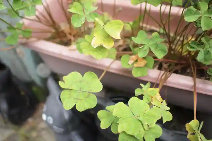 今戸神社(東京都)