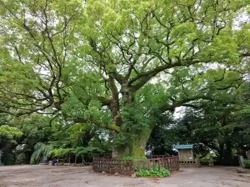 高良大社の庭園