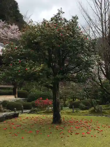 三室戸寺の庭園