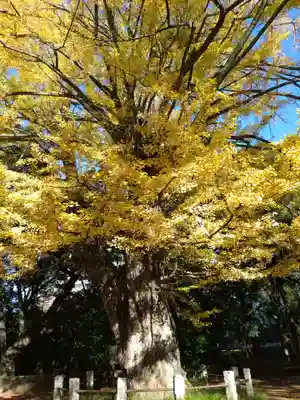 赤坂氷川神社(東京都)