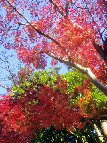 浄光明寺の自然