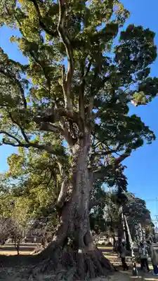 住吉神社(徳島県)