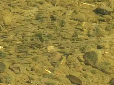 塩井神社の動物