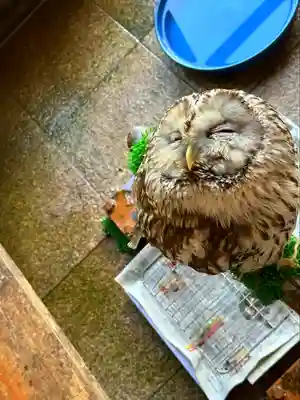 諏訪神社(山形県)