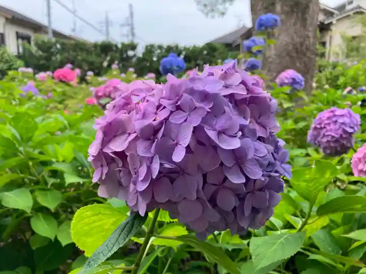 藤森神社(京都府)