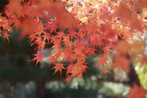 開成山大神宮の自然