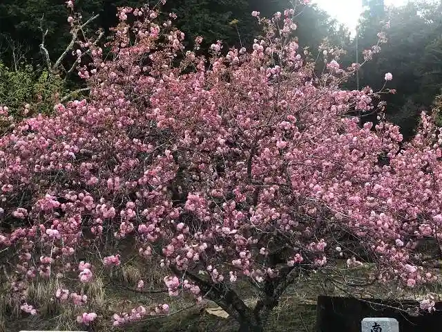 木舟山 順教寺の自然