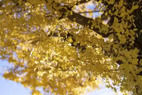 天満天神社の自然