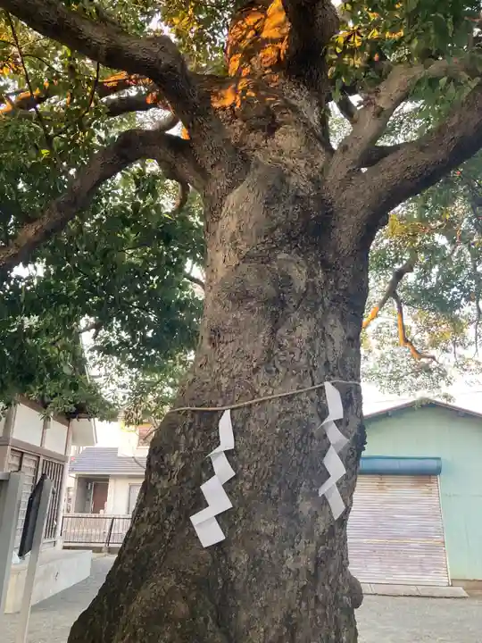 神明神社の自然