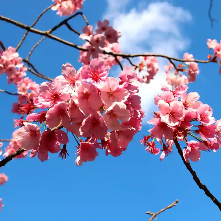 三津厳島神社の自然