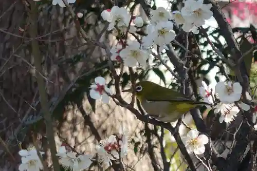 菅原天満宮（菅原神社）(奈良県)