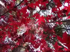 古峯神社の自然