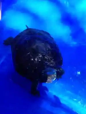 下谷神社(東京都)