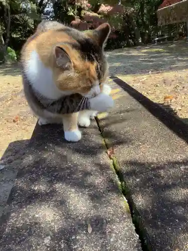 玉野御嶽神社の動物