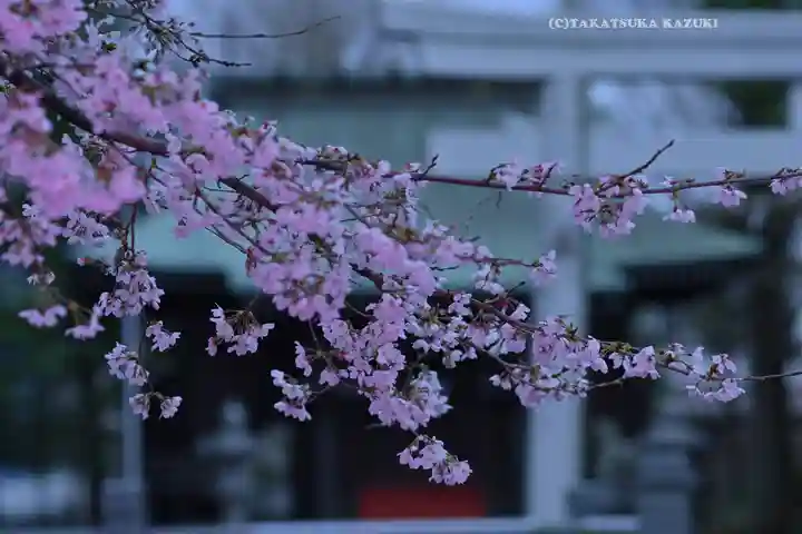 今泉神社(神奈川県)