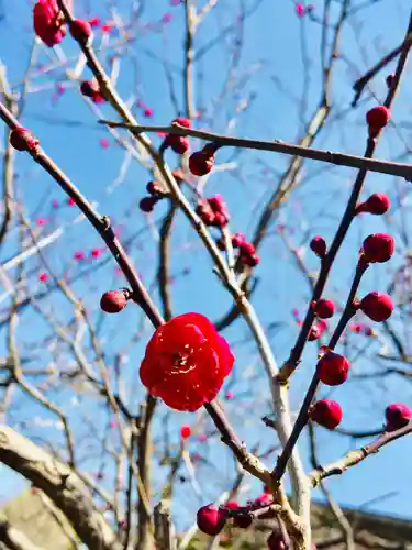亀戸天神社の自然