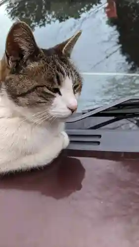 玉野御嶽神社の動物