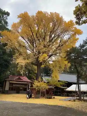 平塚八幡宮(神奈川県)