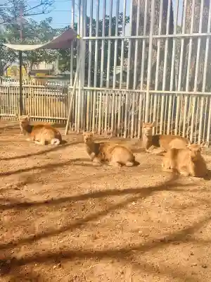 相州春日神社の{uncategorized: "未分類", other: "その他", undefined: "問題あり", building: "その他建物", grave: "お墓", sacred_gate: "鳥居", guardian: "狛犬", statue: "像", buddha: "仏像", history: "歴史", nature: "自然", garden: "庭園", animal: "動物", pagoda: "塔", temizu: "手水舎", mountain_gate: "山門・神門", sanctuary: "本殿・本堂", subordinate: "末社・摂社", art: "芸術", scenery: "景色", jizo: "地蔵", ema: "絵馬", goshuin: "御朱印", omikuji: "おみくじ", items: "授与品その他", amulet: "お守り", goshuincho: "御朱印帳", eats: "食事", festival: "お祭り", votive_dance: "神楽", shichigosan: "七五三参", wedding: "結婚式", experience: "体験その他", initially: "初詣", around: "周辺", anti_infection: "感染症対策"}