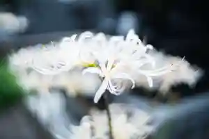 大久保山 自性院の自然 2020年10月01日(木)〜(2020年10月01日(木) 08時52分36秒投稿)