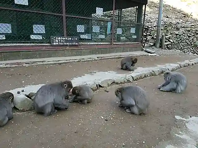 瑠璃寺の{uncategorized: "未分類", other: "その他", undefined: "問題あり", building: "その他建物", grave: "お墓", sacred_gate: "鳥居", guardian: "狛犬", statue: "像", buddha: "仏像", history: "歴史", nature: "自然", garden: "庭園", animal: "動物", pagoda: "塔", temizu: "手水舎", mountain_gate: "山門・神門", sanctuary: "本殿・本堂", subordinate: "末社・摂社", art: "芸術", scenery: "景色", jizo: "地蔵", ema: "絵馬", goshuin: "御朱印", omikuji: "おみくじ", items: "授与品その他", amulet: "お守り", goshuincho: "御朱印帳", eats: "食事", festival: "お祭り", votive_dance: "神楽", shichigosan: "七五三参", wedding: "結婚式", experience: "体験その他", initially: "初詣", around: "周辺", anti_infection: "感染症対策"}