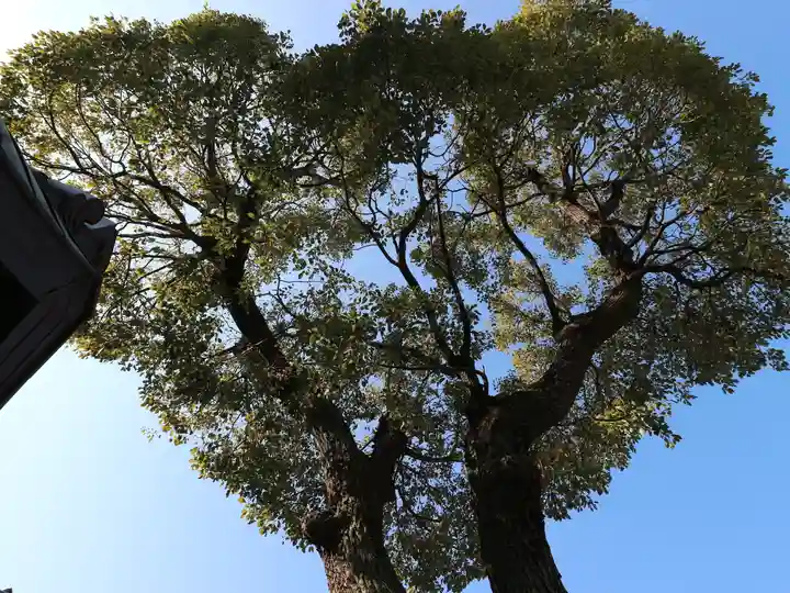 南宮宇佐八幡神社(脇浜神社)の自然