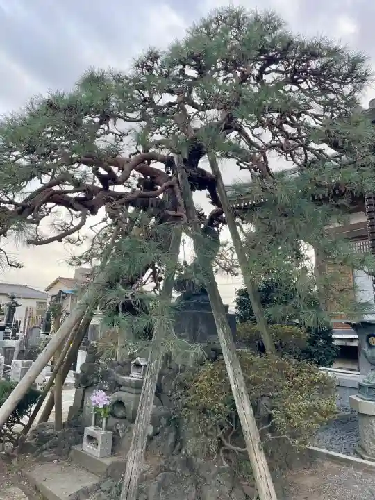 浄念寺の{uncategorized: "未分類", other: "その他", undefined: "問題あり", building: "その他建物", grave: "お墓", sacred_gate: "鳥居", guardian: "狛犬", statue: "像", buddha: "仏像", history: "歴史", nature: "自然", garden: "庭園", animal: "動物", pagoda: "塔", temizu: "手水舎", mountain_gate: "山門・神門", sanctuary: "本殿・本堂", subordinate: "末社・摂社", art: "芸術", scenery: "景色", jizo: "地蔵", ema: "絵馬", goshuin: "御朱印", omikuji: "おみくじ", items: "授与品その他", amulet: "お守り", goshuincho: "御朱印帳", eats: "食事", festival: "お祭り", votive_dance: "神楽", shichigosan: "七五三参", wedding: "結婚式", experience: "体験その他", initially: "初詣", around: "周辺", anti_infection: "感染症対策"}