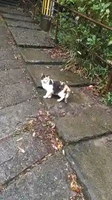 瀧の観音寺の動物