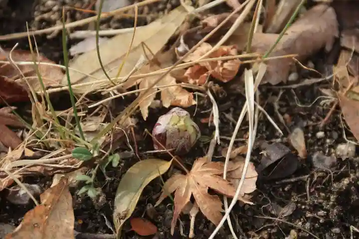 滑川神社 - 仕事と子どもの守り神の自然