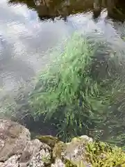 淺間神社（忍野八海）の自然