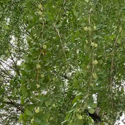 賀羅加波神社の自然