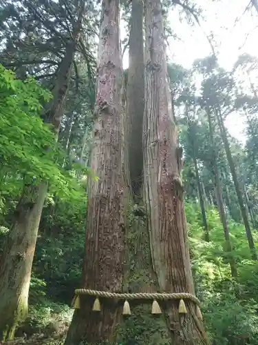 御岩神社の自然