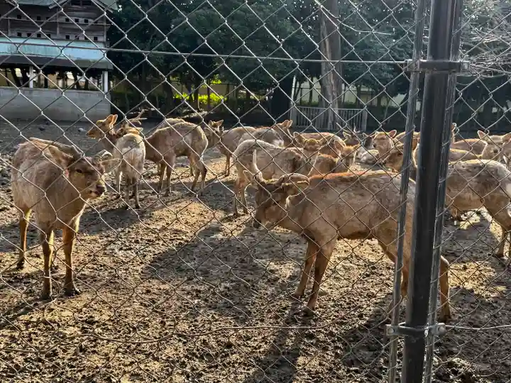 三嶋大社(静岡県)