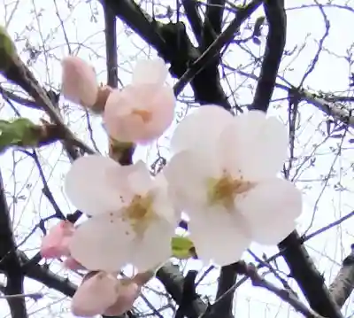 平塚神社の{uncategorized: "未分類", other: "その他", undefined: "問題あり", building: "その他建物", grave: "お墓", sacred_gate: "鳥居", guardian: "狛犬", statue: "像", buddha: "仏像", history: "歴史", nature: "自然", garden: "庭園", animal: "動物", pagoda: "塔", temizu: "手水舎", mountain_gate: "山門・神門", sanctuary: "本殿・本堂", subordinate: "末社・摂社", art: "芸術", scenery: "景色", jizo: "地蔵", ema: "絵馬", goshuin: "御朱印", omikuji: "おみくじ", items: "授与品その他", amulet: "お守り", goshuincho: "御朱印帳", eats: "食事", festival: "お祭り", votive_dance: "神楽", shichigosan: "七五三参", wedding: "結婚式", experience: "体験その他", initially: "初詣", around: "周辺", anti_infection: "感染症対策"}