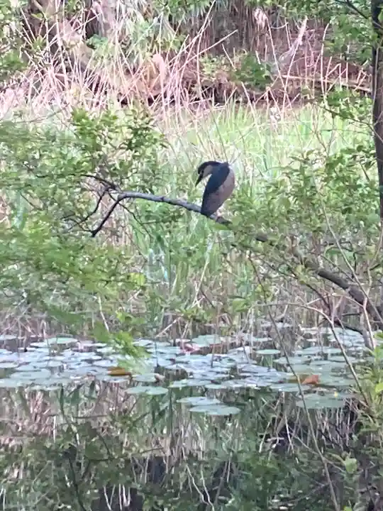 水神社(東京都)