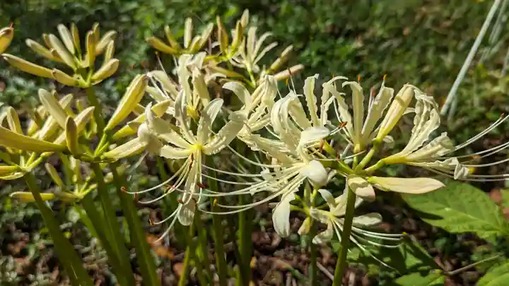 平野神社(京都府)