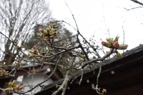 平野神社(京都府)