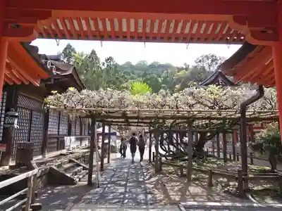 春日大社(奈良県)