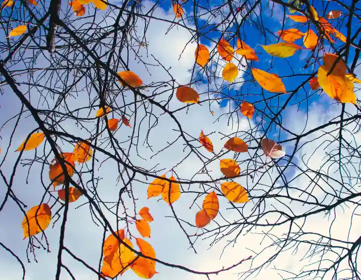 三津厳島神社(愛媛県)