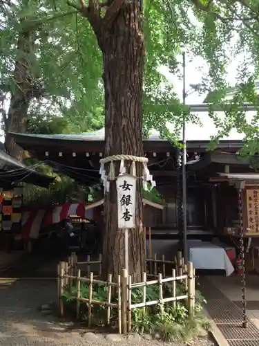 大宮八幡宮の自然