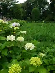 妙法寺の自然